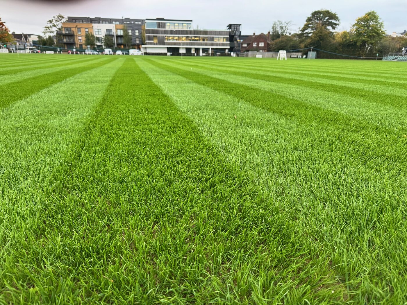 Close-up of healthy, freshly striped sports turf